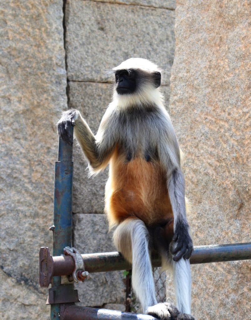 roadtripsofindia.com hampi