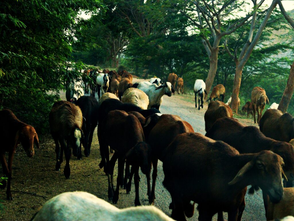 Herd of sheep and goat
roadtripsofindia