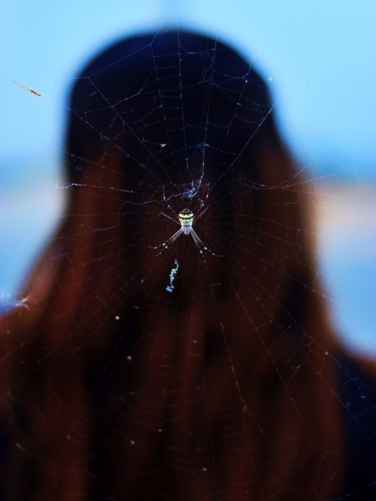 Spider web Kondapochamma sagar reservoir
roadtripsofindia