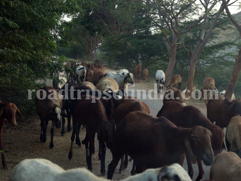 Goats on the way to Koheda gutta
roadtripsofindia.com