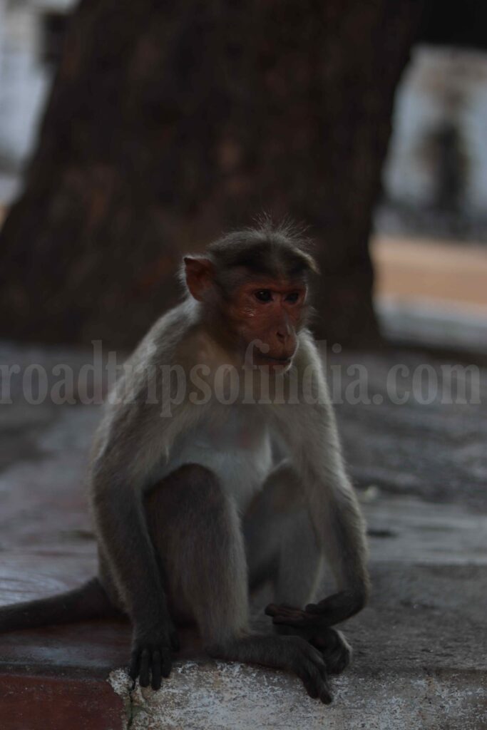 Monkey at shri lakshmi narasimha temple hampi
roadtripsofindia.com
