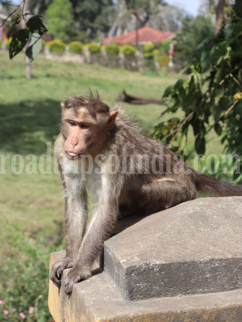 Monkey near Ooty Sightseeing Places
roadtripsofindia.com