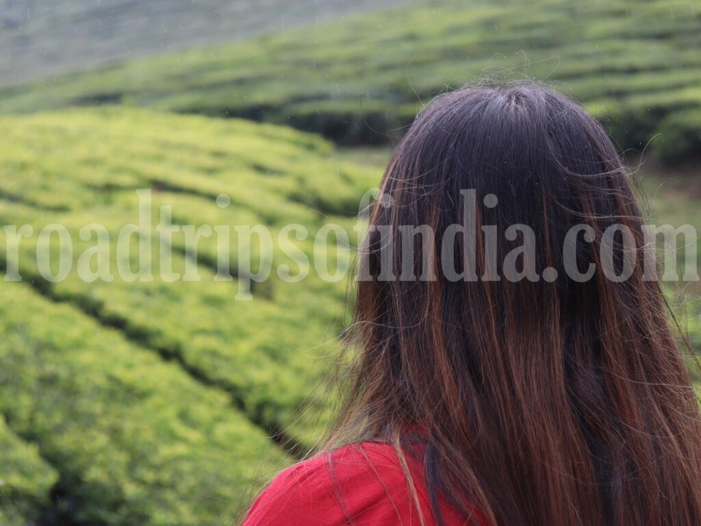 Tea Garden in Ooty 
roadtripsofindia.com