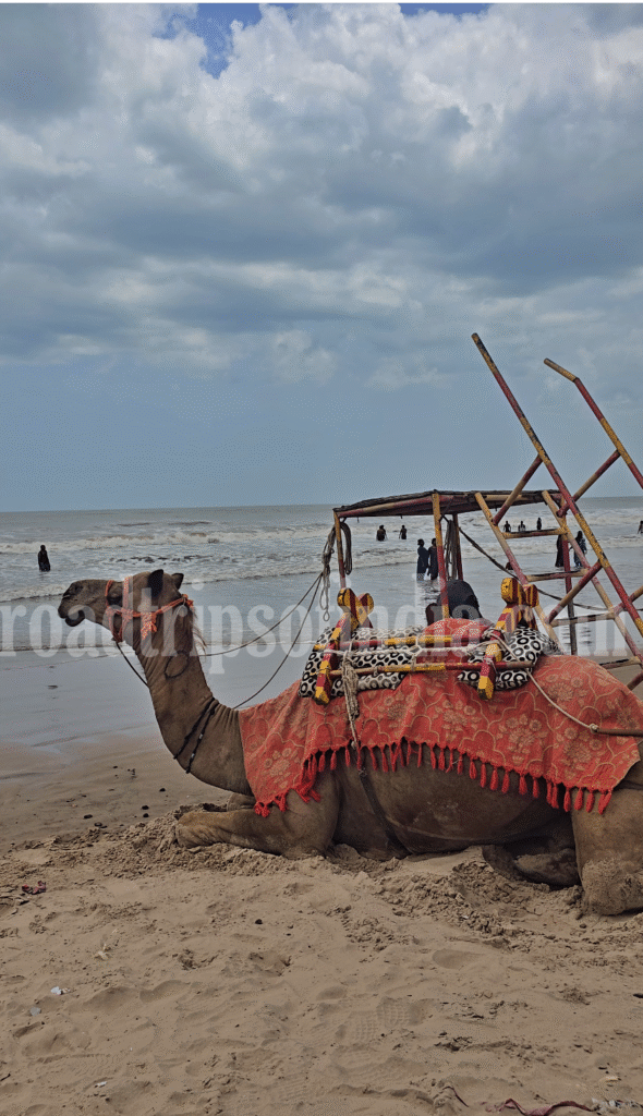 camel ride at Suryalanka Beach, roadtripsfindia.com