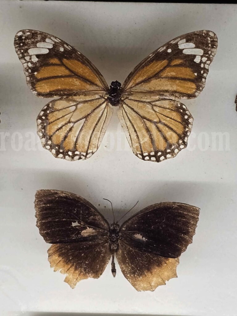  Colombo National Museum
roadtripsofindia.com