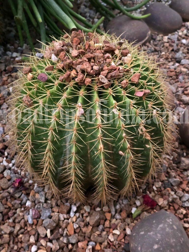 Botanical Garden Hyderabad, roadtripsofindia.com