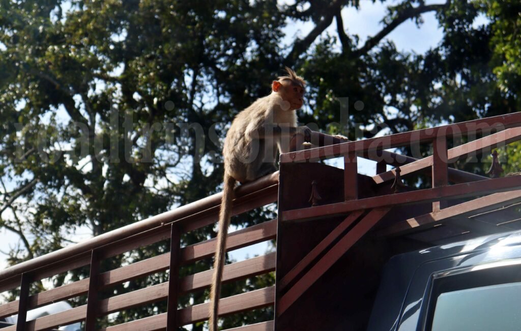 Ooty Attractions, roadtripsofindia.com