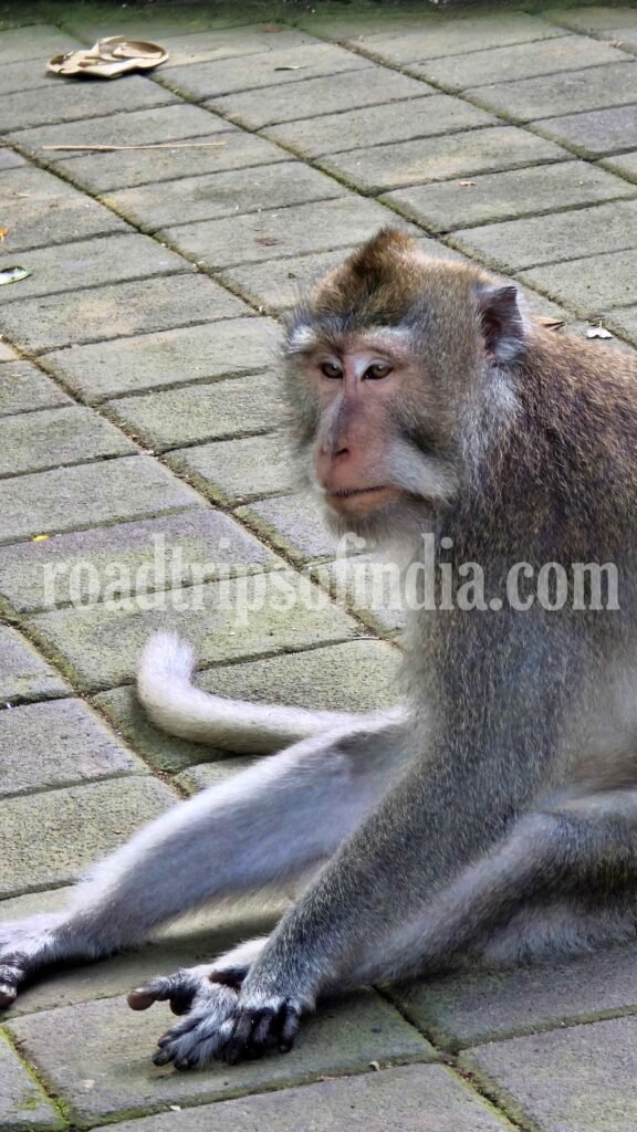 Sacred Monkey Forest Sanctuary, roadtripsofindia.com