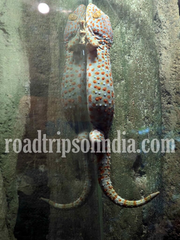 Aquaria KLCC in Kuala Lumpur roadtripsofindia.com