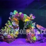 Aquaria KLCC in Kuala Lumpur roadtripsofindia.com