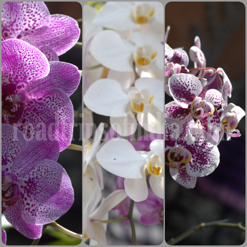 pura taman kemuda saraswati, roadtripsofindia.com