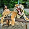 Tiger Park Pattaya: Everything you need to know before visiting