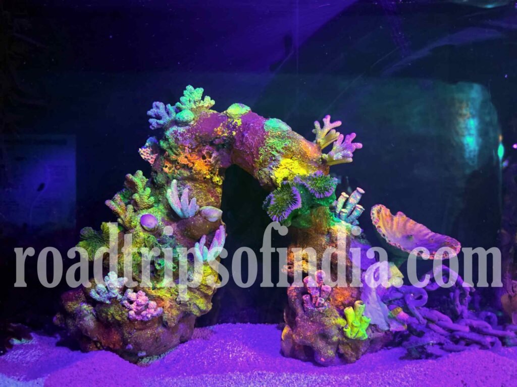 Things to Do in Kuala Lumpur Aquaria KLCC