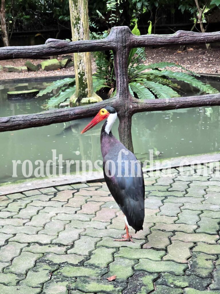 Zoo Negara Malaysia