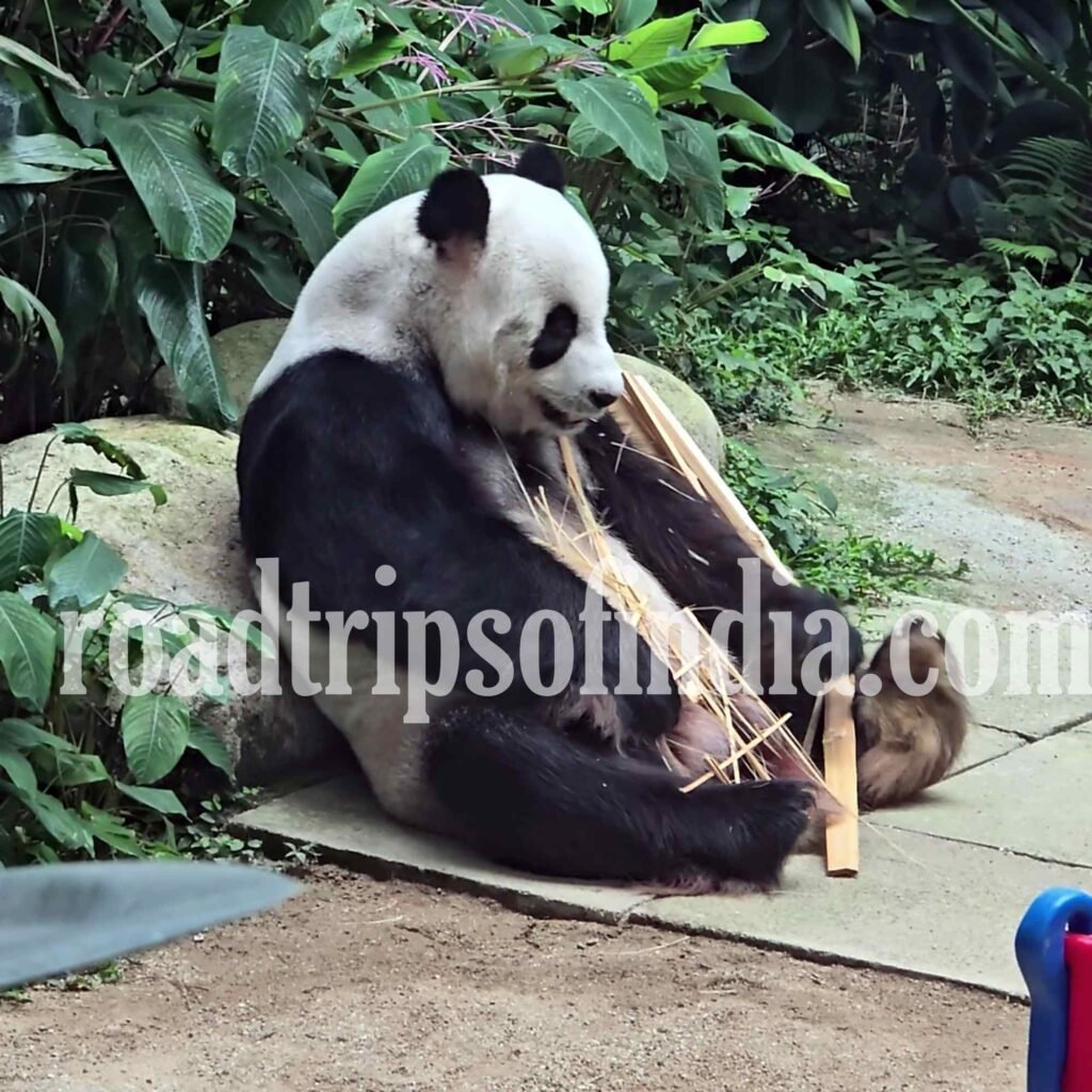 Things to Do in Kuala Lumpur Zoo Negara Malaysia