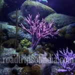 Underwater World Pattaya