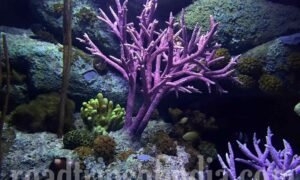 Underwater World Pattaya