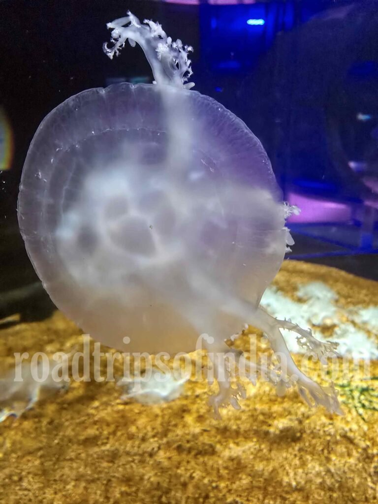 Underwater World Pattaya