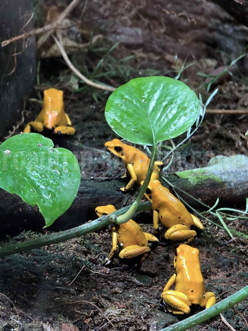 The Green Planet Dubai