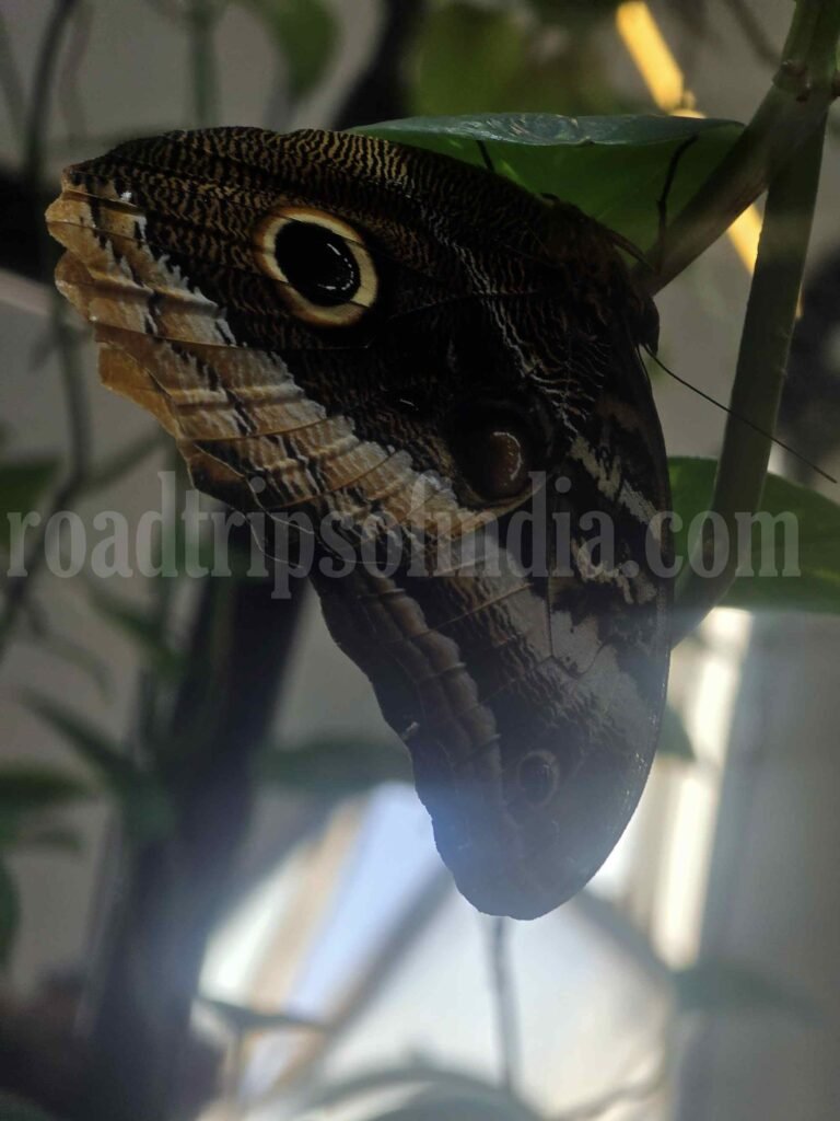butterfly garden dubai