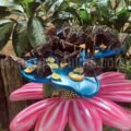 Butterfly Garden Dubai Ticket Guide With Beautiful Tips