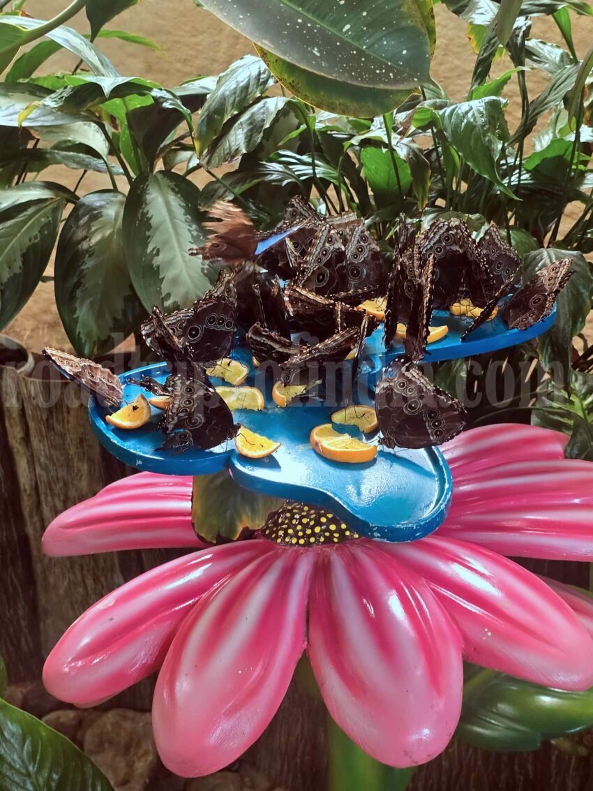 butterfly garden dubai
