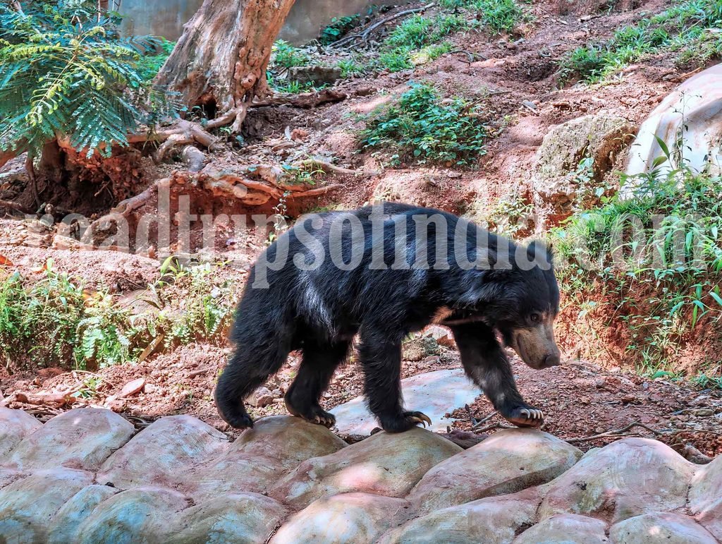 thiruvananthapuram zoo