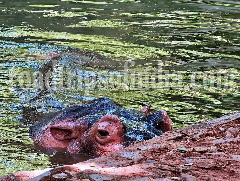 thiruvananthapuram zoo