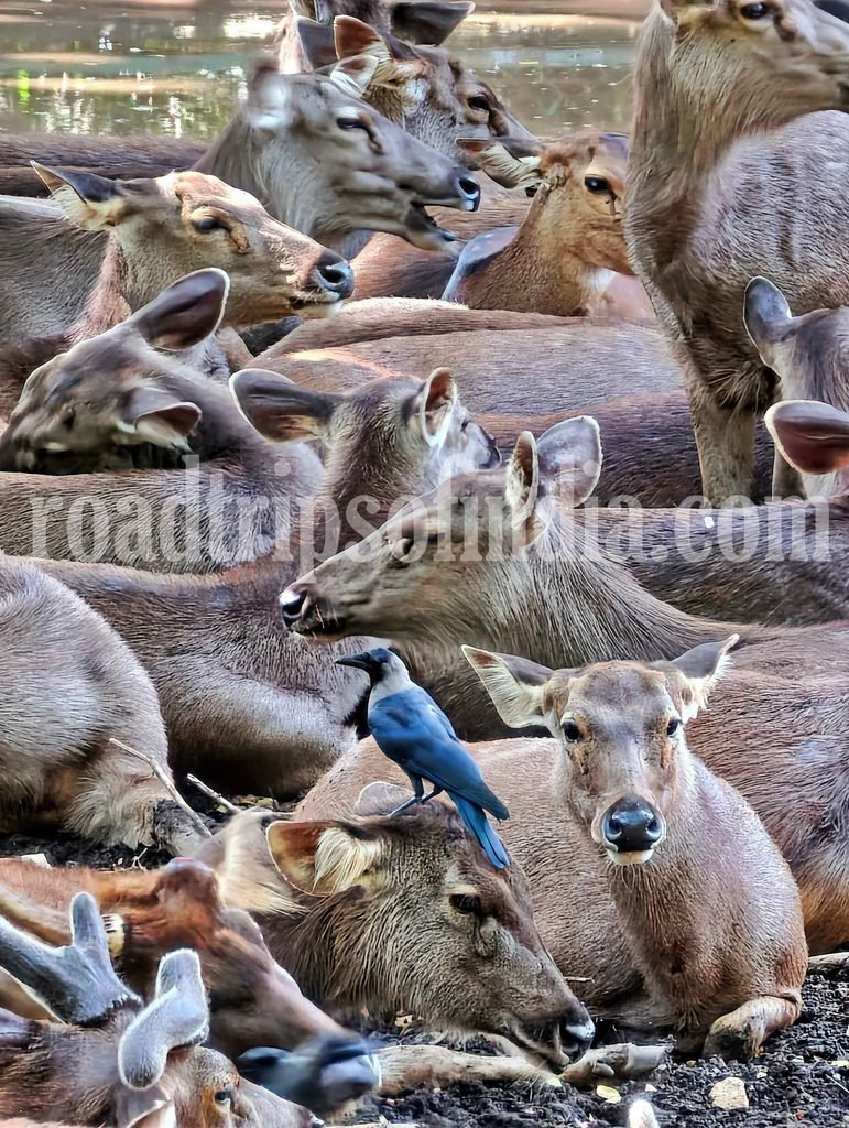 thiruvananthapuram zoo