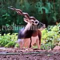 Thiruvananthapuram Zoo Ultimate Guide: Family Tips, Timings & Everything you need to Know