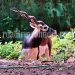 thiruvananthapuram zoo