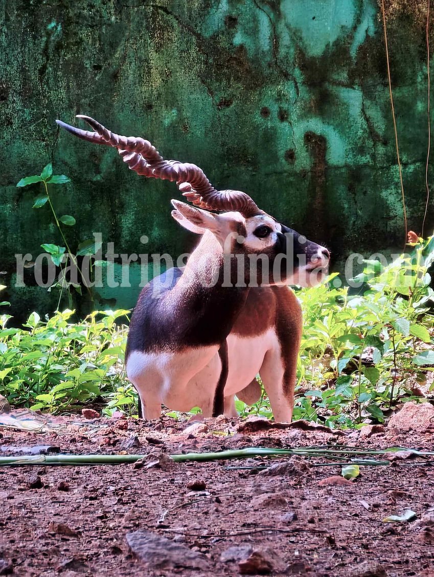 thiruvananthapuram zoo