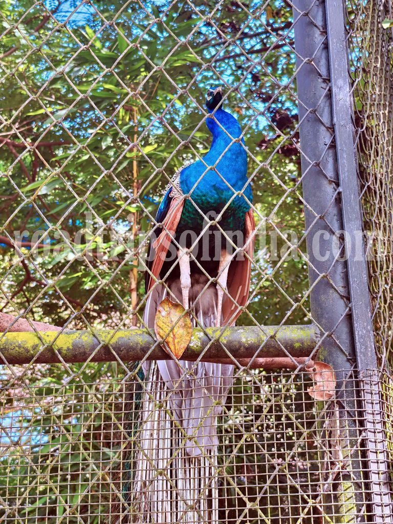 thiruvananthapuram zoo