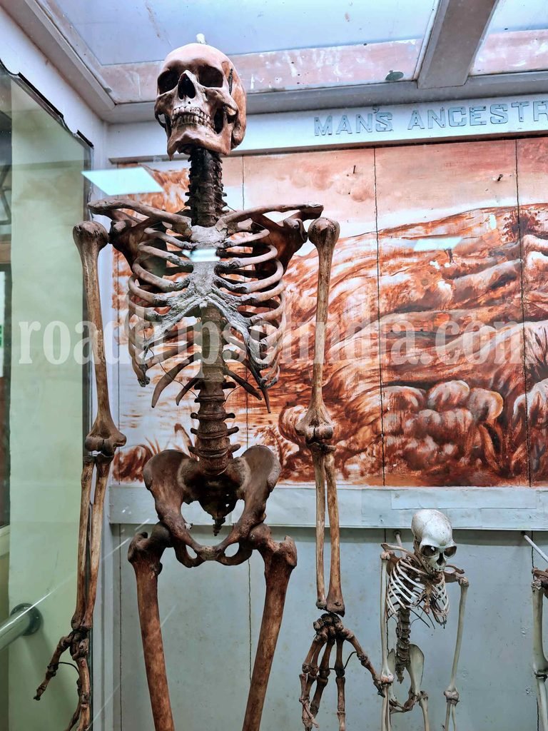 natural history museum