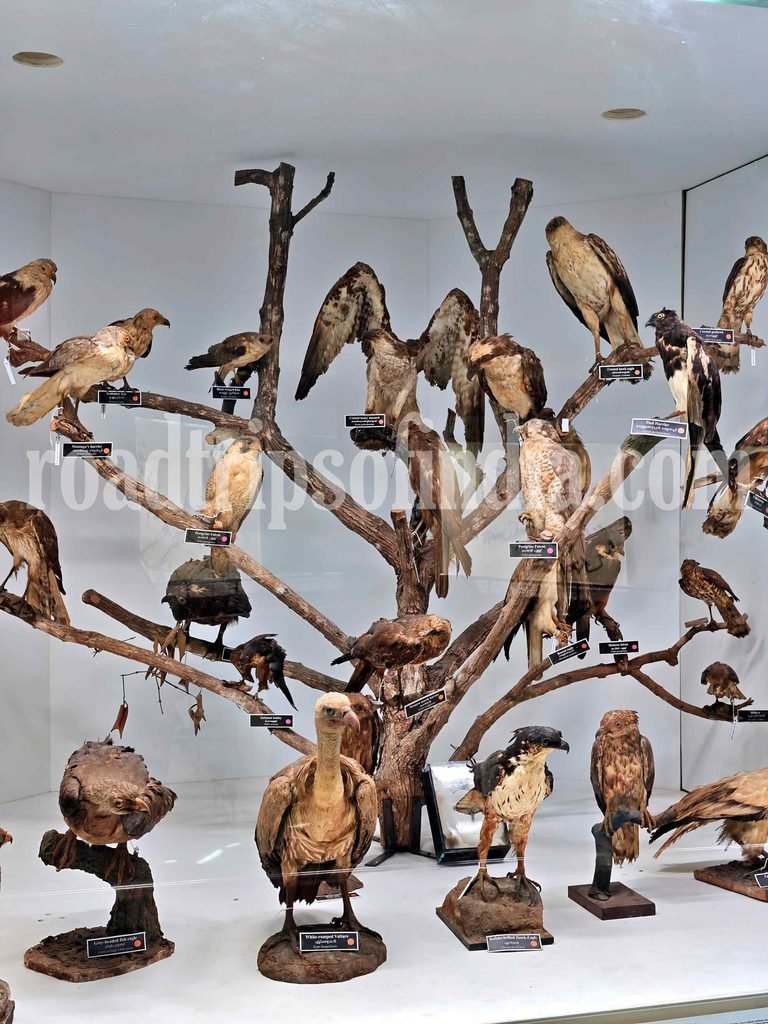 natural history museum
