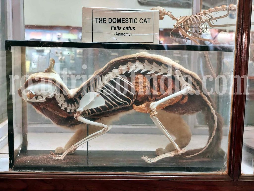 natural history museum